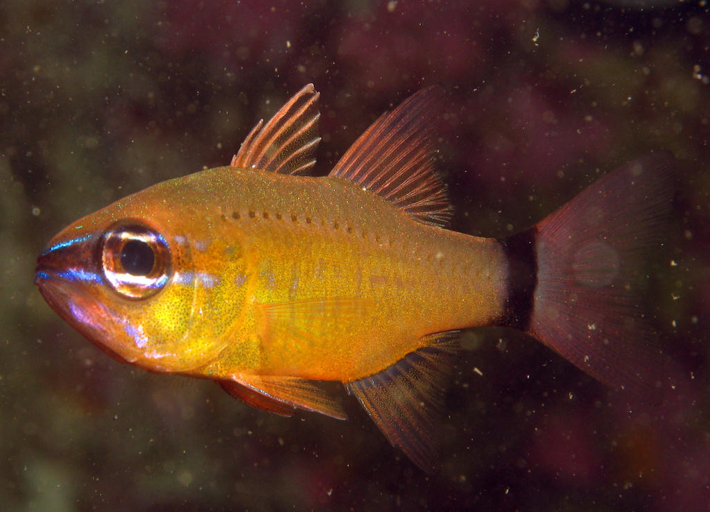 Apogon aureus (Pesce cardinale dall'anello)